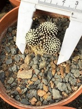 multi teste rara pianta