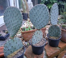 Opuntia macrocentra Orogrande