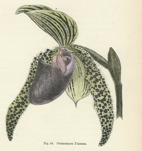 Orchidea cypripedium stampa - orchidea,