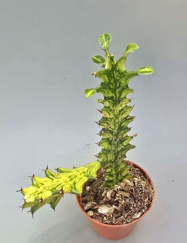 Euphorbia trigona variegata - euphorbia,