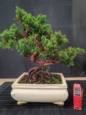 bonsai ginepro chinesis 33 cm