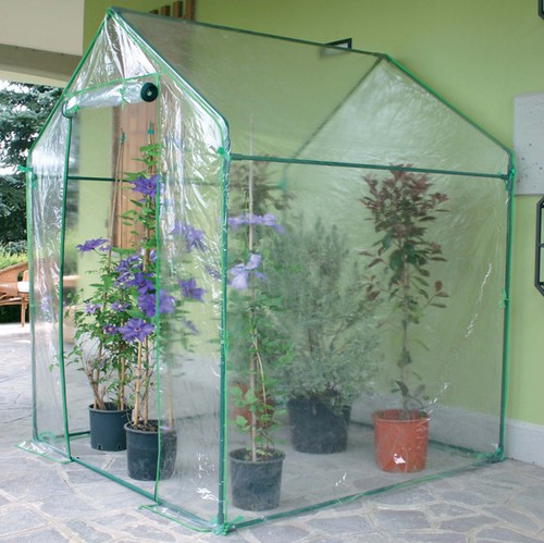 Serra clematis verdemax a - clematis,