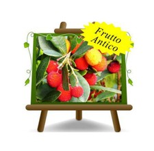 Corbezzolo Arbutus Unedo