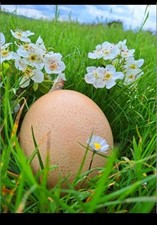 Uova Di Struzzo Fertili 