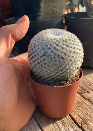 Mammillaria lenta pianta - mammillaria,