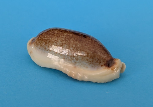 Cypraea cylindrica lenella