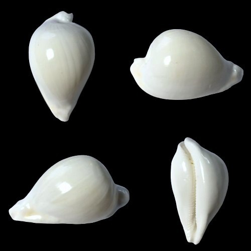Cypraea hesitata howelli