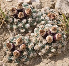 Pediocactus winkleri lz214 - pediocactus,
