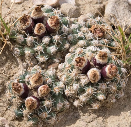 Pediocactus winkleri lz214 - pediocactus,