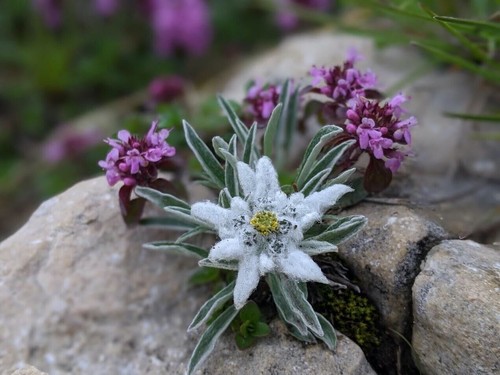 Pianta stella alpina - di,