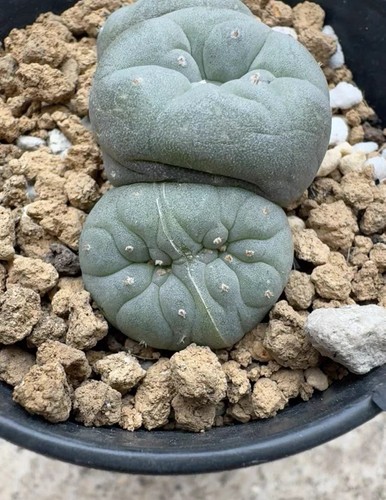 Vendita raro cactus - , fric