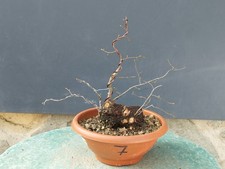 Bonsai Olmo Campestre In Vaso