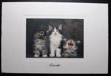 CARTOLINA GATTO DELLE FORESTE