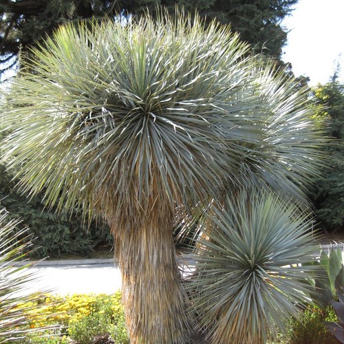Yucca dal becco - dal,