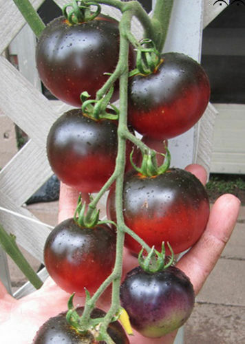 Pomodoro indigo apple - indigo, semi