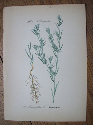 Grafica antica