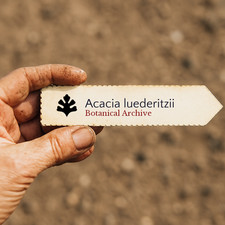 Acacia luederitzii SEEDS -  -