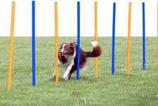 Dog Agility Slalom Course - 12