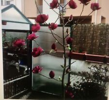 Serra giardino policarbonato acciaio zincato lotto Stock fiori piante cactus top