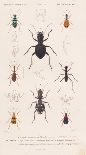 Cicindela chinensis coleotteri - chinensis,