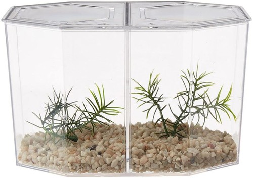 Acquario lees betta - acquario,, dual