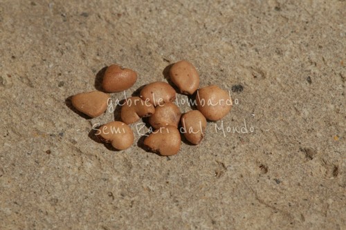 Guava psidium guajava - -, guajava,