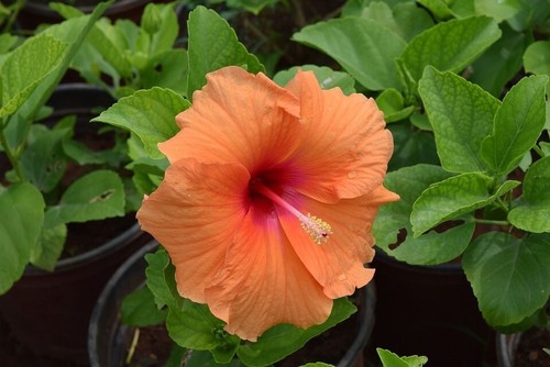 Semi hibiscus canary - -hibiscus,