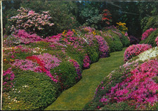 Italia - Italia - Lombardia - Lago di Como - Villa Carlotta - Viale delle Azalee