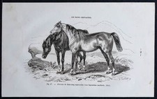 1882 - Cavalli Di Warmblut