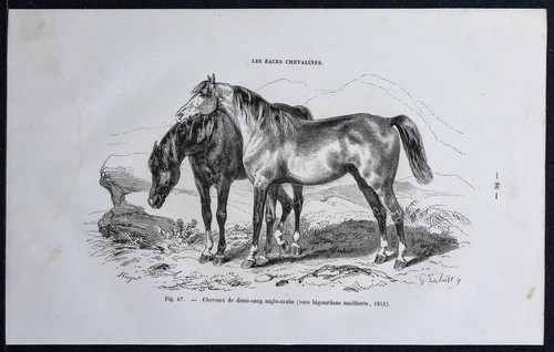 1882 cavalli di - -,