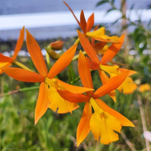 Orchidea epicattleya orange - orchidea,
