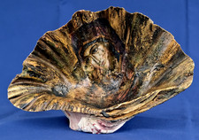 COQUILLAGE BENITIER  Peint La