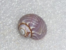 POLYMITA SULPHUROSA FLAMMULATA