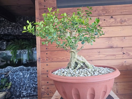 Pre bonsai bosso buxus - pre-bonsai,