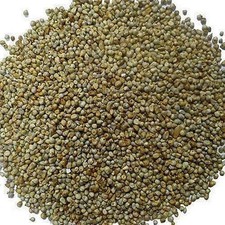 Bajra Grain Bio Kambhu Pearl