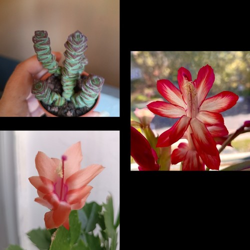 Schlumbergera esquejes sin - schlumbergera,,
