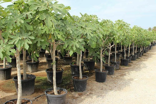 Fico comune ficus carica - fico, "ficus