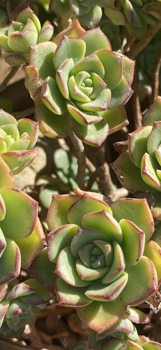 Aeonium haworthii kiwi 3 - aeonium,