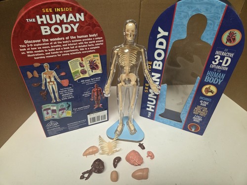Figura scheletro corpo umano - figura,