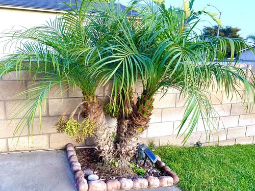 Pygmy date palm - pygmy,