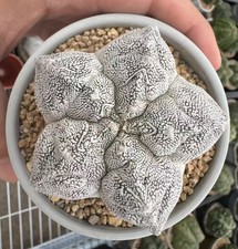 Pianta rara 6,6 cm Astrophytum