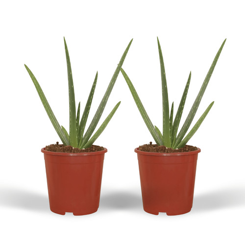 Aloe vera altezza circa - 2,