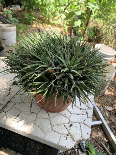 Aloe pianta grassa verde - , a
