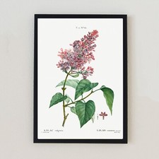Botanical Vintage Illustration