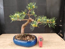 Bonsai pino pentaphilla h - bonsai,