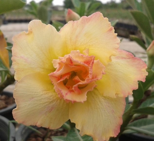 Rosa del deserto - ,