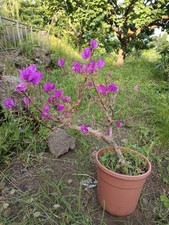Bougainvillea Bonsai Vaso  25 Altezza 60