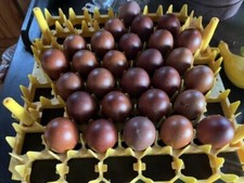 12+ FRENCH BLACK COPPER MARAN-