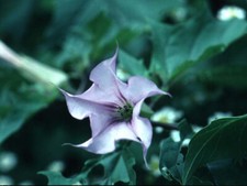 10-Semi-Datura-Stramonium-Lila