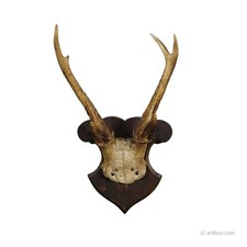 Antico trofeo cervo siberiano